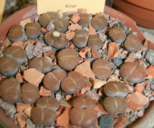 Lithops lesliei 001