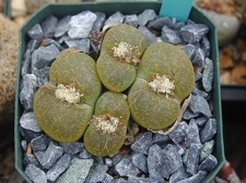 Lithops lesliei Albinica