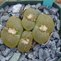 Lithops lesliei Albinica