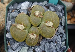 Lithops lesliei Albinica