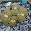 Lithops_lesliei_Albinica.JPG
