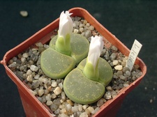 Lithops lesliei cv albinica