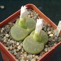 Lithops lesliei cv albinica