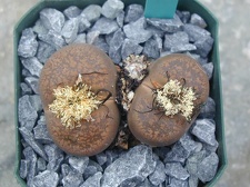 Lithops lesliei ssp  burchelli