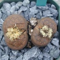 Lithops lesliei ssp  burchelli