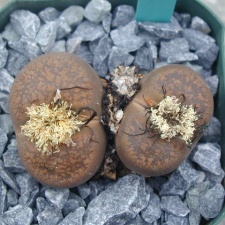 Lithops lesliei ssp  burchelli