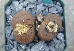 Lithops lesliei ssp  burchelli