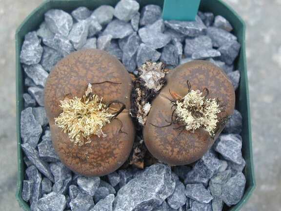 Lithops lesliei ssp  burchelli