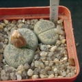 Lithops lesliei ssp burchellii C308
