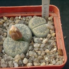 Lithops lesliei ssp burchellii C308