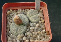 Lithops lesliei ssp burchellii C308