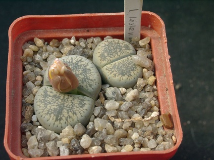 Lithops lesliei ssp burchellii C308