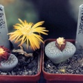 Lithops lesliei v