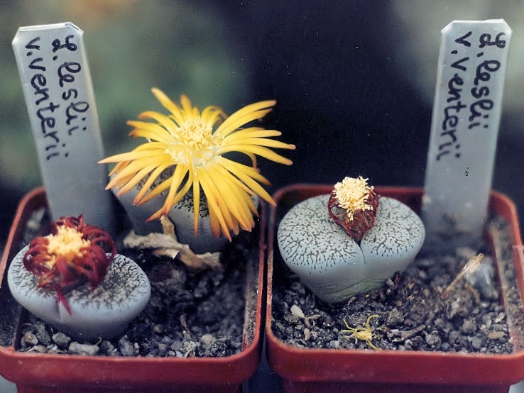 Lithops lesliei v