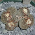 Lithops lesliei v  hornii