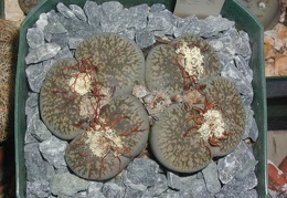 Lithops lesliei v  hornii