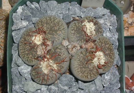 Lithops lesliei v  hornii
