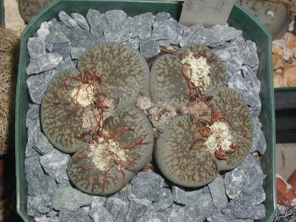 Lithops lesliei v  hornii