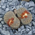 Lithops lesliei v  venteri C1