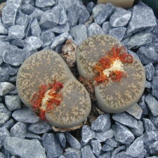 Lithops lesliei v  venteri C1