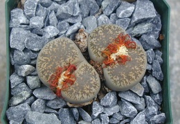 Lithops