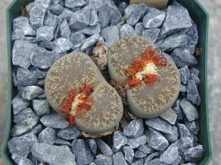 Lithops lesliei v  venteri C1
