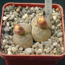 Lithops lesliei v mariae