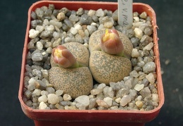 Lithops lesliei v mariae