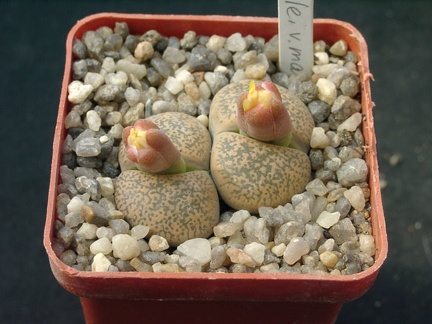 Lithops lesliei v mariae