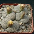 Lithops lesliei v venteri