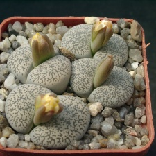 Lithops lesliei v venteri
