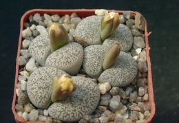 Lithops lesliei v venteri