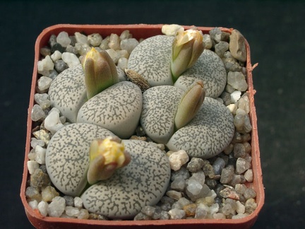Lithops lesliei v venteri