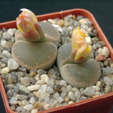 Lithops lesliei v venteri maraisi