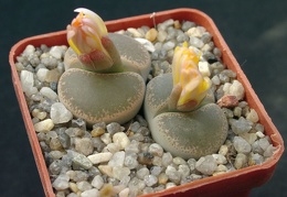 Lithops lesliei v venteri maraisi