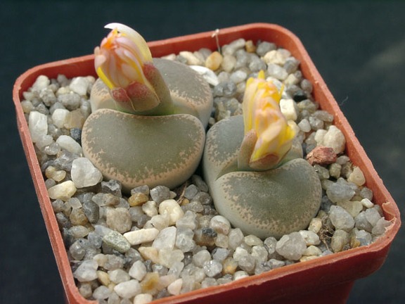 Lithops lesliei v venteri maraisi
