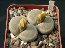 Lithops localis