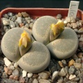 Lithops localis