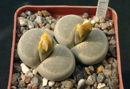 Lithops localis