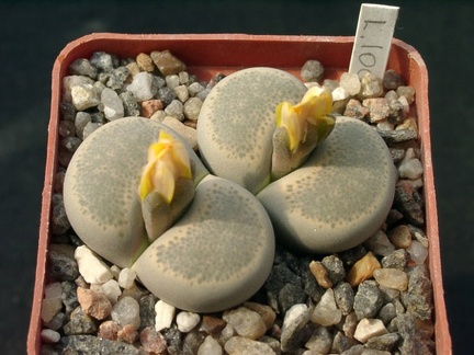 Lithops localis