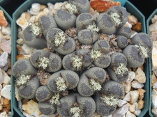 Lithops localis terricolor