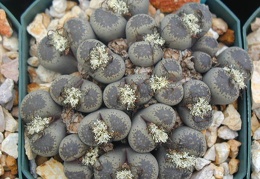 Lithops localis terricolor