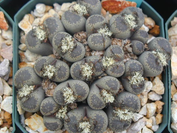 Lithops localis terricolor