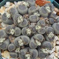 Lithops localis terricolor
