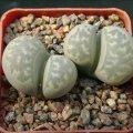 Lithops marmorata
