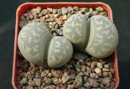 Lithops marmorata