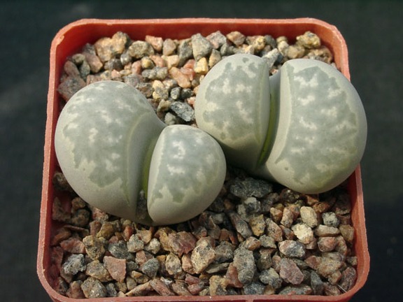 Lithops marmorata
