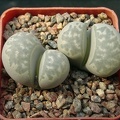 Lithops marmorata (2060 відвідувань) Lithops marmorata