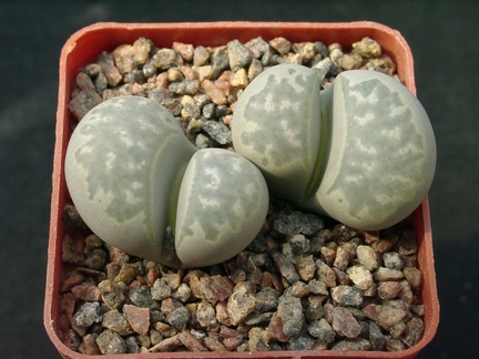 Lithops marmorata