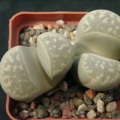 Lithops marmorata SSP umdausensis